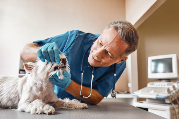 Best Emergency X-Rays and Diagnostics in Greenfield, IN